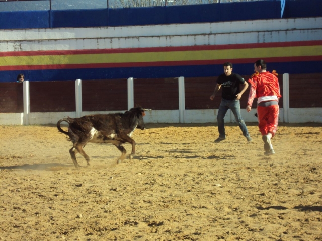  Capea with a newly released bullfighter 